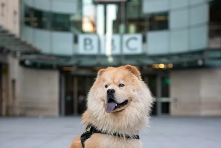 bbc